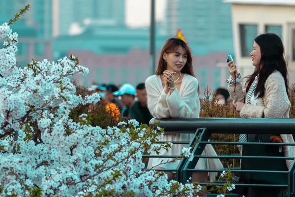 Rooftop Cherry Blossoms 1