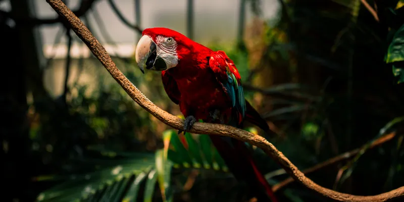 Scarlet Macaw Branch 1