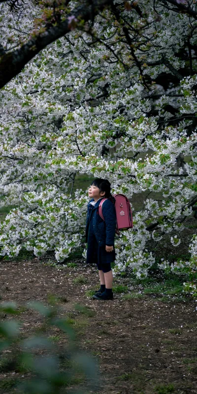 Schoolgirl Cherry Blossom 1