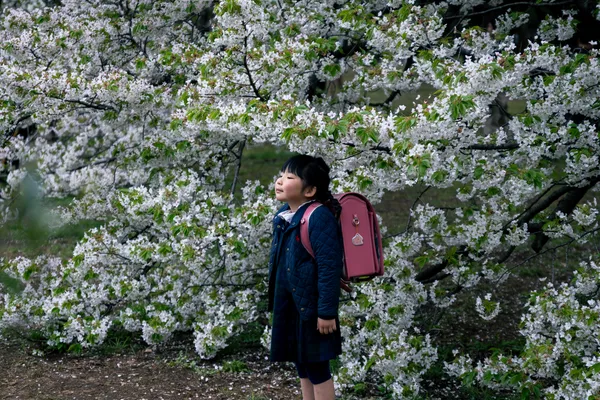 Schoolgirl Cherry Blossom 1
