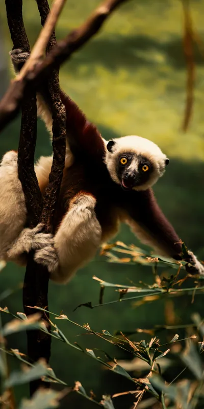 Sifaka Lemur Tree 1