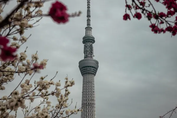 Skytree Cherry Blossom 1
