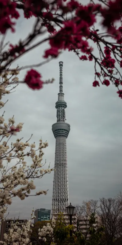 Skytree Cherry Blossom 1