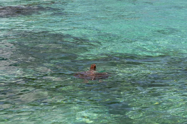 Snorkeling Turquoise Lagoon 1