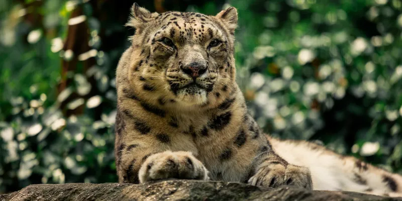 Snow Leopard Portrait 1