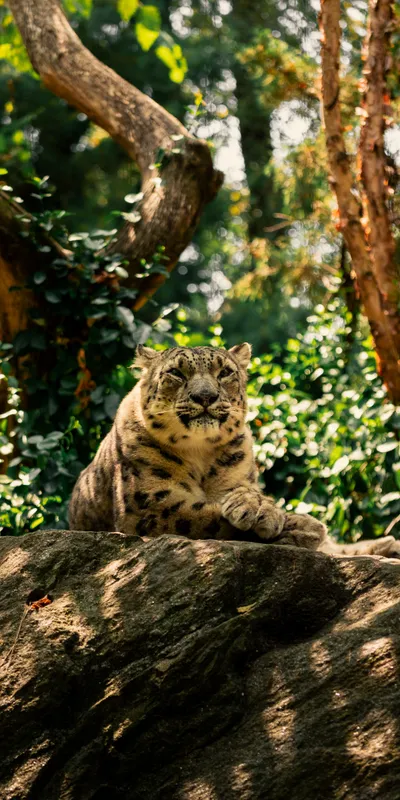 Snow Leopard Resting 1