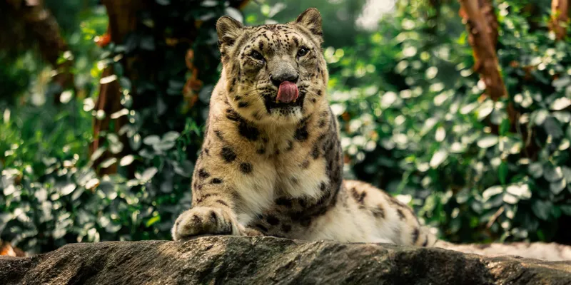 Snow Leopard Tongue 1