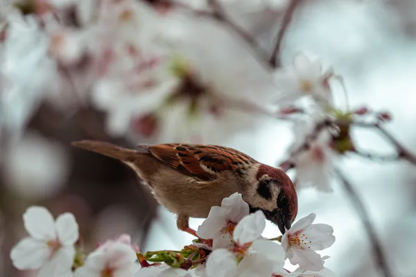 Sparrow Cherry Blossom 1