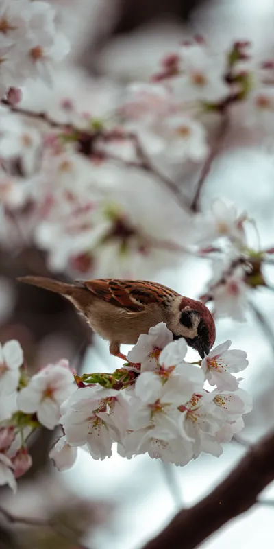 Sparrow Cherry Blossom 1