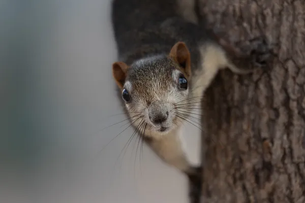 Squirrel Peeking Tree 1