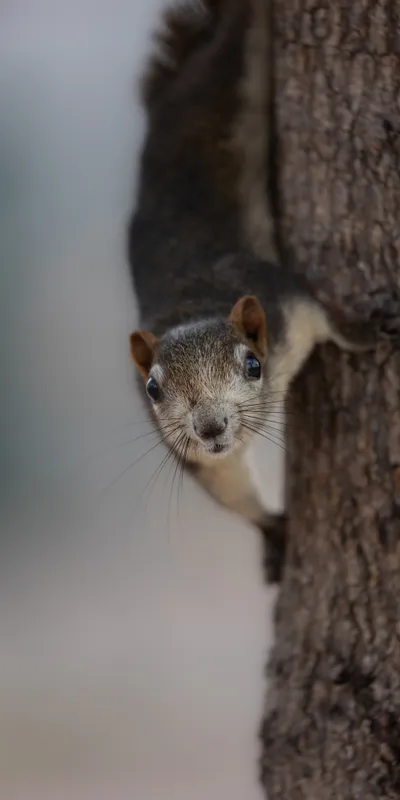 Squirrel Peeking Tree 1
