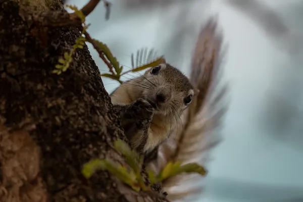 Squirrel Peeking Tree 2
