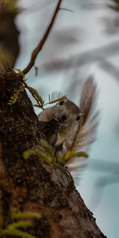 Squirrel Peeking Tree 2