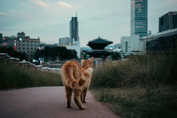 Stray Cat Seoul Skyline 1