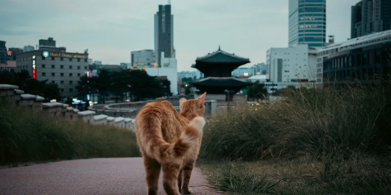 Stray Cat Seoul Skyline 1