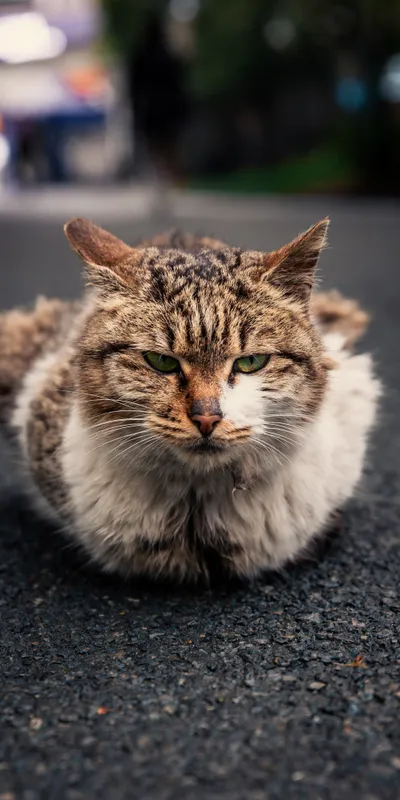 Street Cat Loaf 1