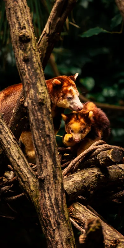 Tree Kangaroos 1