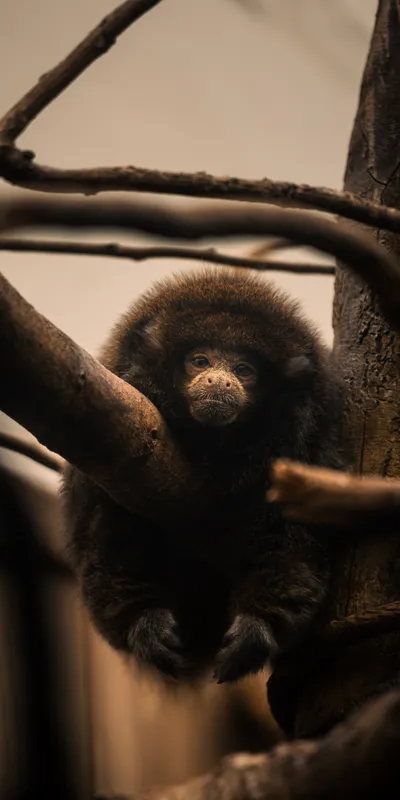 Woolly Monkey Tree 1